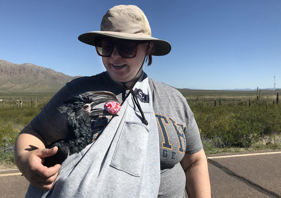Picacho Peak, wildflowers, 2023